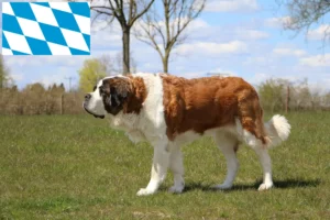 Lire la suite à propos de l’article Éleveurs de Saint-Bernard et chiots en Bavière