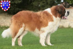 Lire la suite à propos de l’article Éleveurs de Saint-Bernard et chiots en Centre-Val de Loire