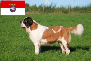 Lire la suite à propos de l’article Éleveurs de Saint-Bernard et chiots en Hesse