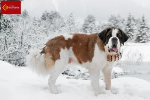 Lire la suite à propos de l’article Éleveurs de Saint-Bernard et chiots en Occitanie