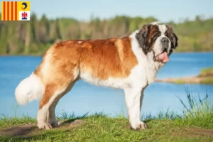 Lire la suite à propos de l’article Éleveurs de Saint-Bernard et chiots en Provence-Alpes-Côte d’Azur