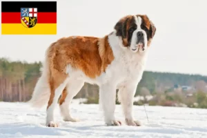 Lire la suite à propos de l’article Éleveurs de Saint-Bernard et chiots en Sarre