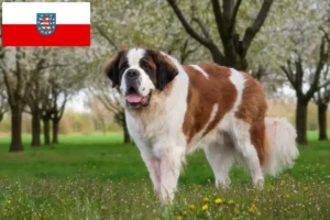 Lire la suite à propos de l’article Éleveurs de Saint-Bernard et chiots en Thuringe