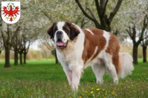 Lire la suite à propos de l’article Éleveurs de Saint-Bernard et chiots au Tyrol