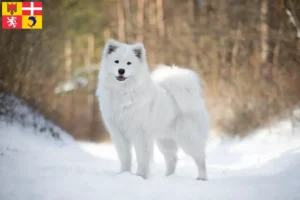 Lire la suite à propos de l’article Éleveurs de Samoyèdes et chiots en Auvergne-Rhône-Alpes