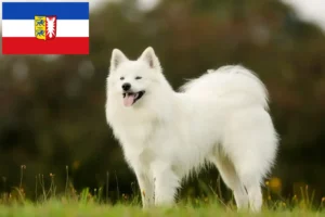 Lire la suite à propos de l’article Samoyède éleveurs et chiots dans le Schleswig-Holstein