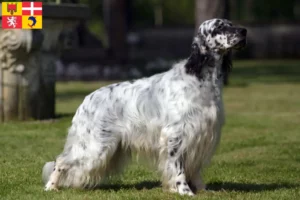 Lire la suite à propos de l’article Éleveurs de Setter anglais et chiots en Auvergne-Rhône-Alpes