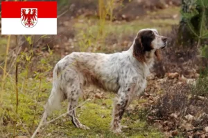 Lire la suite à propos de l’article Éleveurs de Setter anglais et chiots dans le Brandebourg