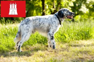 Lire la suite à propos de l’article Éleveurs de setter anglais et chiots à Hambourg