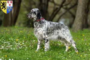 Lire la suite à propos de l’article Éleveurs de setter anglais et chiots en Hauts-de-France