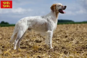 Lire la suite à propos de l’article Éleveurs de setter anglais et chiots en Normandie