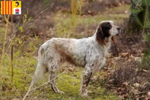 Lire la suite à propos de l’article Éleveurs de Setter anglais et chiots en Provence-Alpes-Côte d’Azur