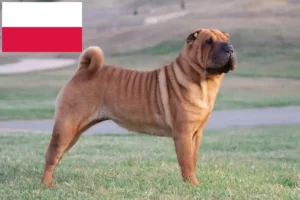 Lire la suite à propos de l’article Éleveurs de Shar Pei et chiots en Pologne