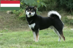 Lire la suite à propos de l’article Éleveurs de Shiba et chiots en Hongrie