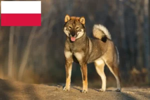 Lire la suite à propos de l’article Éleveurs de Shikoku et chiots en Pologne