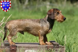 Lire la suite à propos de l’article Éleveurs de teckels et chiots en Centre-Val de Loire