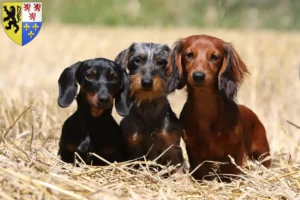 Lire la suite à propos de l’article Éleveurs de teckels et chiots en Hauts-de-France