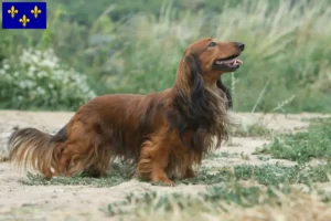 Lire la suite à propos de l’article Éleveurs de teckels et chiots en Île-de-France