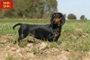 Lire la suite à propos de l’article Éleveurs de teckels et chiots en Normandie