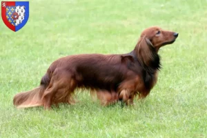 Lire la suite à propos de l’article Éleveurs de teckels et chiots en Pays de la Loire