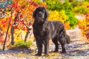 Lire la suite à propos de l’article Éleveurs de Terre-Neuve et chiots en Bourgogne-Franche-Comté