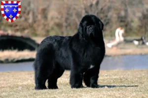 Lire la suite à propos de l’article Éleveurs de Terre-Neuve et chiots en Centre-Val de Loire