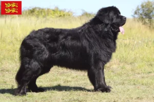 Lire la suite à propos de l’article Éleveurs de Terre-Neuve et chiots en Normandie