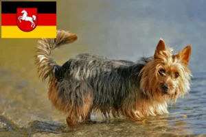 Lire la suite à propos de l’article Éleveurs de terriers australiens et chiots en Basse-Saxe