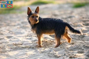 Lire la suite à propos de l’article Éleveurs de Terriers Australiens et Chiots en Bourgogne-Franche-Comté