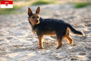 Lire la suite à propos de l’article Éleveurs de terriers australiens et chiots dans le Brandebourg