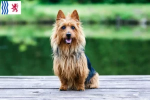 Lire la suite à propos de l’article Éleveurs de Terriers Australiens et Chiots en Nouvelle-Aquitaine