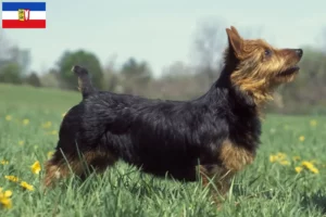 Lire la suite à propos de l’article Éleveurs de terriers australiens et chiots dans le Schleswig-Holstein