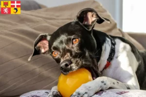 Lire la suite à propos de l’article Terrier brésilien éleveur et chiots en Auvergne-Rhône-Alpes