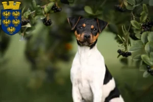 Lire la suite à propos de l’article Terrier brésilien éleveur et chiots en Basse-Autriche