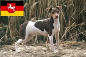 Lire la suite à propos de l’article Terrier brésilien éleveur et chiots en Basse-Saxe