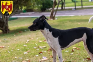 Lire la suite à propos de l’article Éleveurs de terriers brésiliens et chiots dans le Burgenland