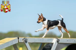 Lire la suite à propos de l’article Terrier brésilien éleveur et chiots en Carinthie