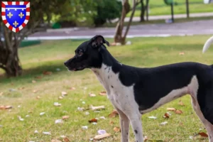 Lire la suite à propos de l’article Éleveurs de terriers brésiliens et chiots en Centre-Val de Loire