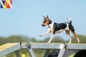 Lire la suite à propos de l’article Éleveurs de terriers brésiliens et chiots en Grand Est