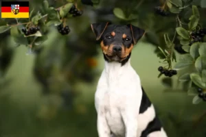 Lire la suite à propos de l’article Terrier brésilien éleveur et chiots en Sarre