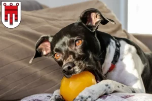 Lire la suite à propos de l’article Éleveurs de terriers brésiliens et chiots dans le Vorarlberg