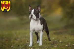 Lire la suite à propos de l’article Éleveurs de Boston Terrier et chiots dans le Burgenland