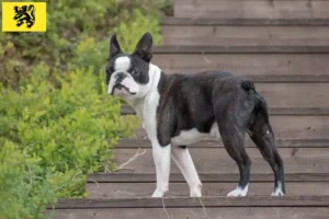 Lire la suite à propos de l’article Éleveurs de Boston Terrier et chiots en Flandre