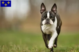 Lire la suite à propos de l’article Éleveurs de Boston terriers et chiots en Île-de-France