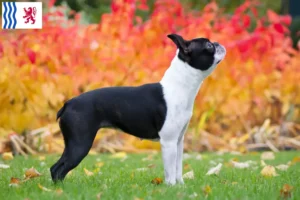 Lire la suite à propos de l’article Éleveurs de Boston terriers et chiots en Nouvelle-Aquitaine