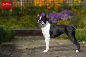 Lire la suite à propos de l’article Éleveurs de Boston terriers et chiots en Occitanie