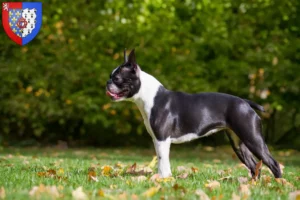 Lire la suite à propos de l’article Éleveurs de Boston Terrier et chiots en Pays de la Loire