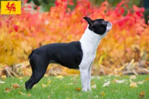 Lire la suite à propos de l’article Éleveurs de Boston terriers et chiots en Région wallonne