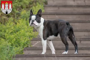 Lire la suite à propos de l’article Éleveurs de Boston Terrier et chiots à Salzbourg