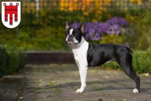 Lire la suite à propos de l’article Éleveurs de Boston Terrier et chiots dans le Vorarlberg